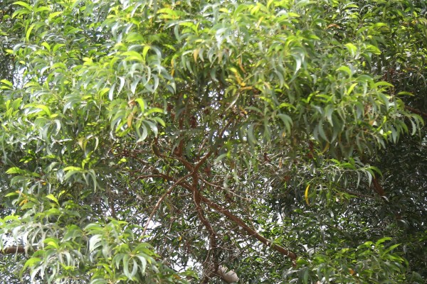 Acacia auriculiformis - leaves