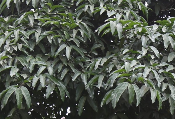 Treculia africana photo 3