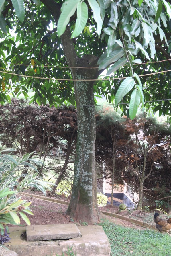 Treculia africana photo 6
