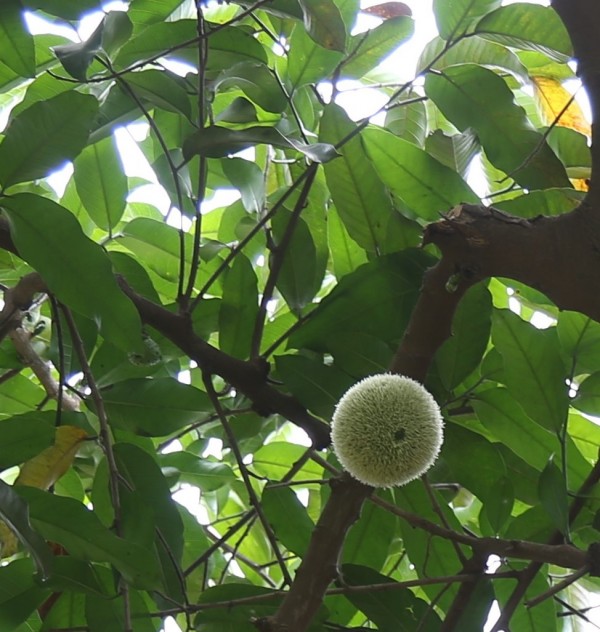 Treculia africana photo 4