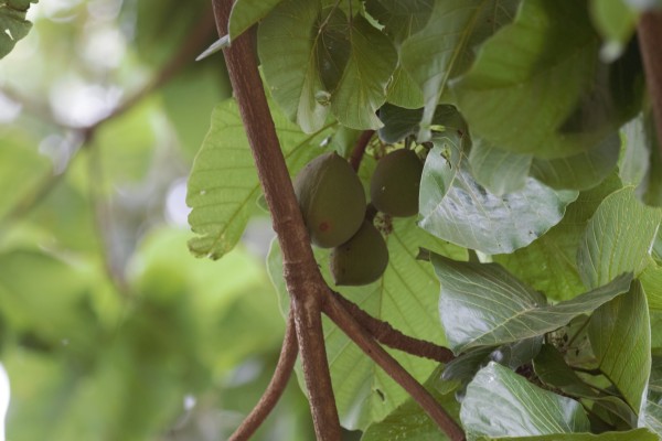 Sterculia dawei photo 2