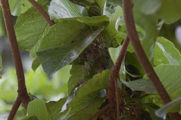 Sterculia dawei photo 3