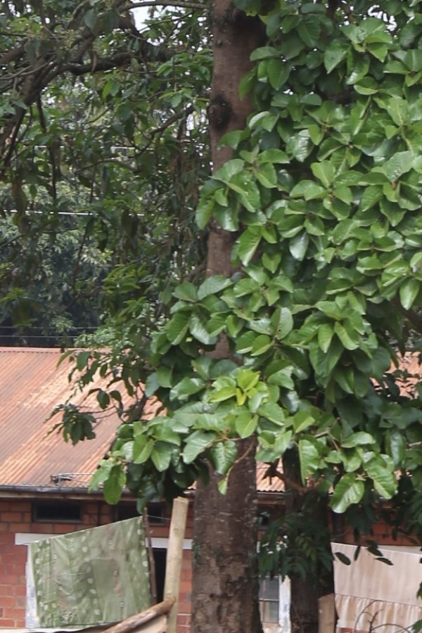 Sterculia dawei photo 4
