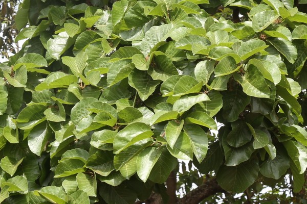 Sterculia dawei photo 6