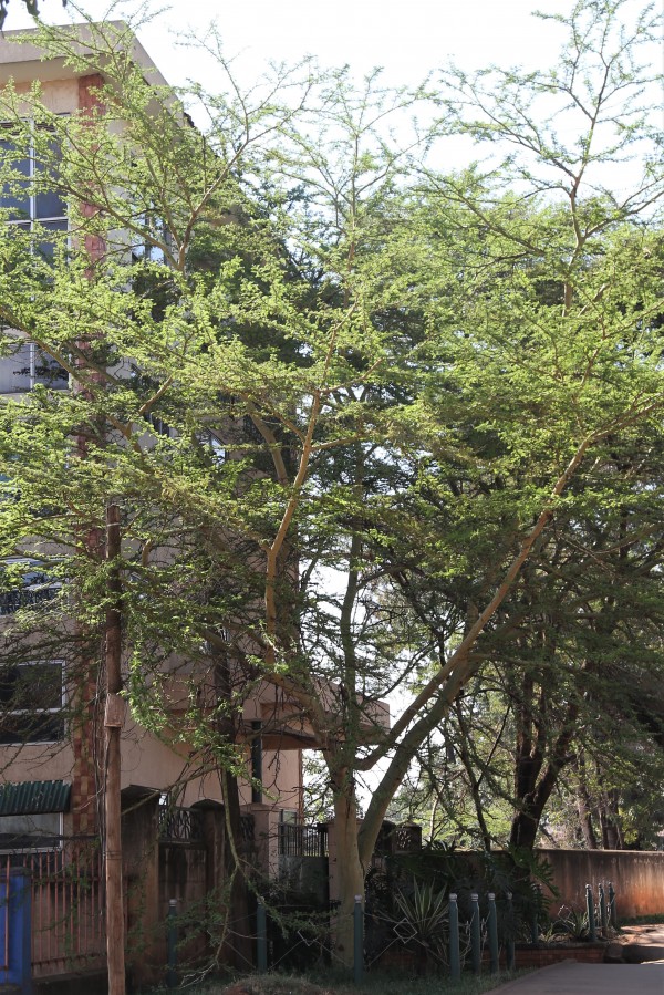 Acacia xanthophloea - Leaves