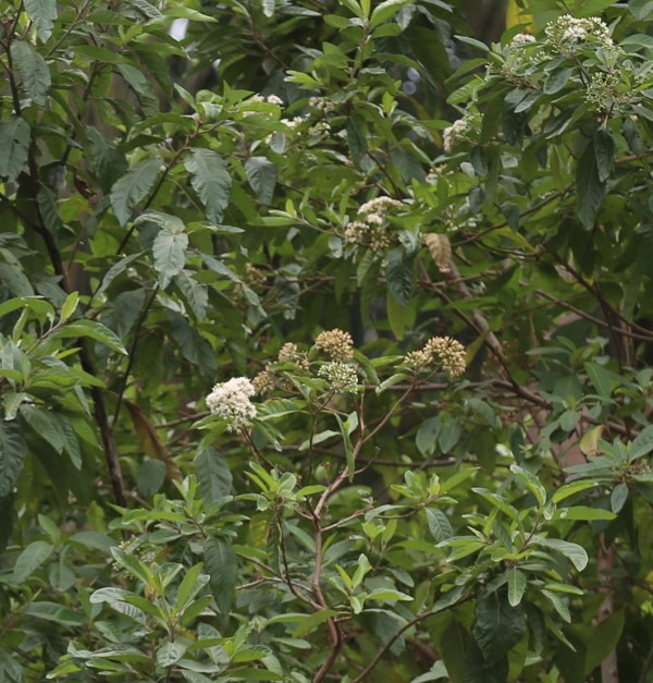 Vernonia amygdalina - Whole tree