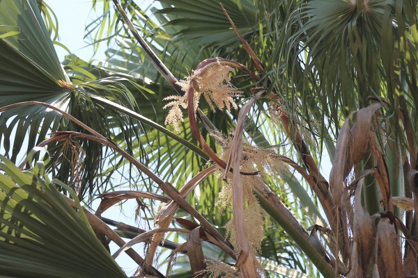 Washingtonia filifera photo 2