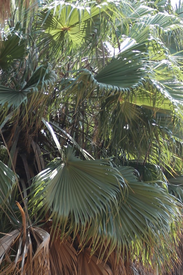 Washingtonia filifera photo 3
