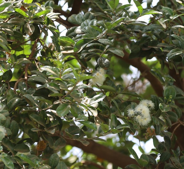 Syzygium australe - Whole tree