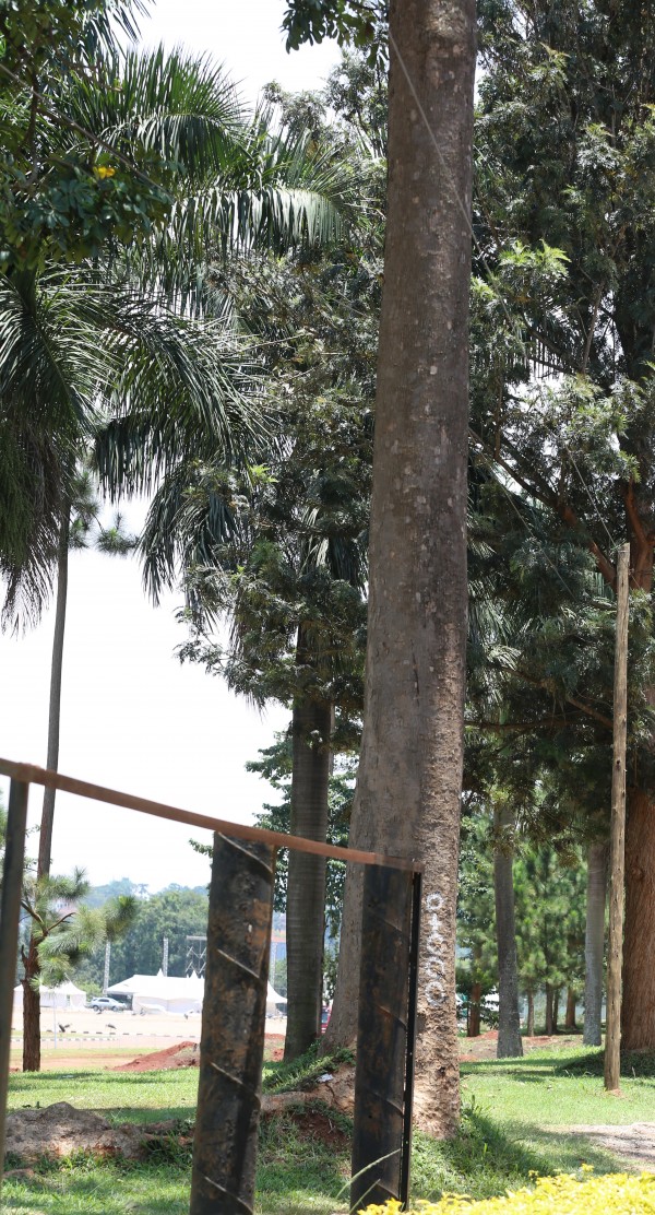 Entandrophragma cylindricum photo 2