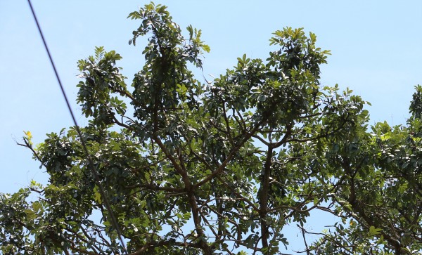 Entandrophragma cylindricum photo 3
