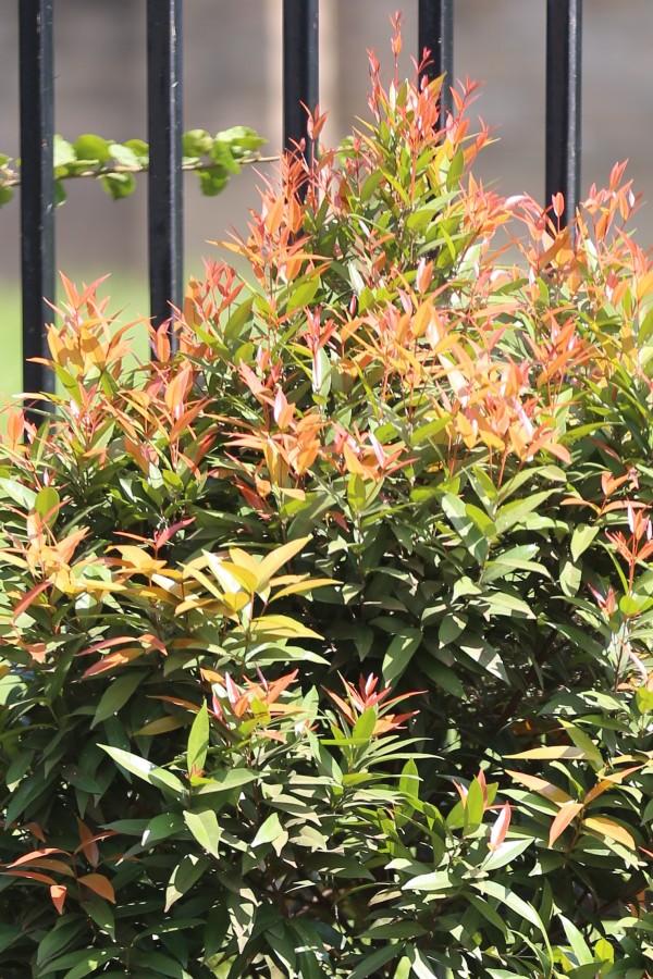 Syzygium campanulatum photo 3