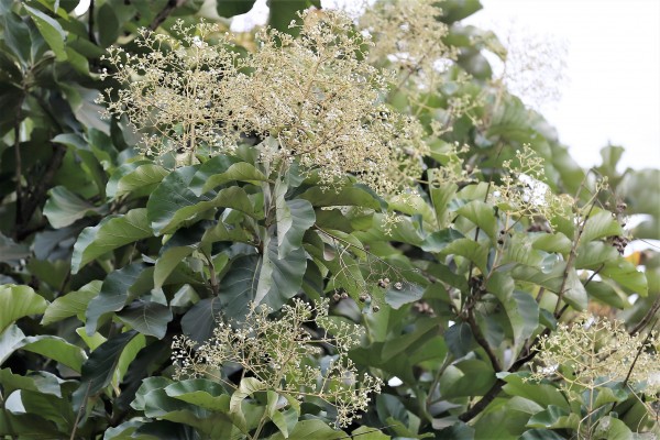 Tectona grandis photo 5