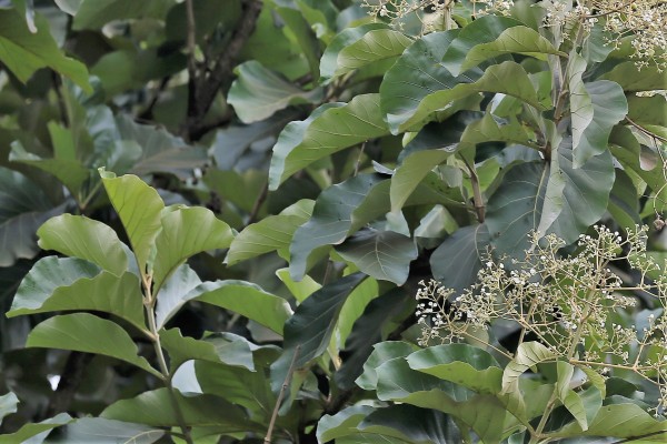 Tectona grandis photo 4
