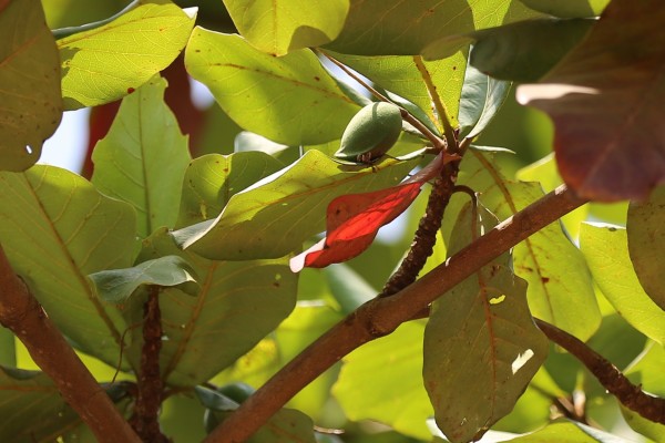 Terminalia cattapa - Fruit