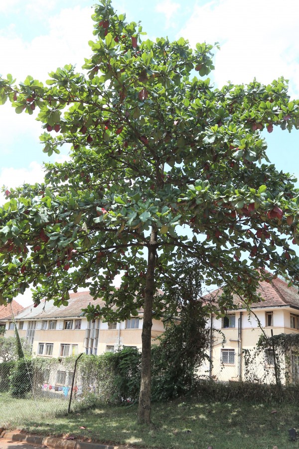 Terminalia cattapa - Whole tree