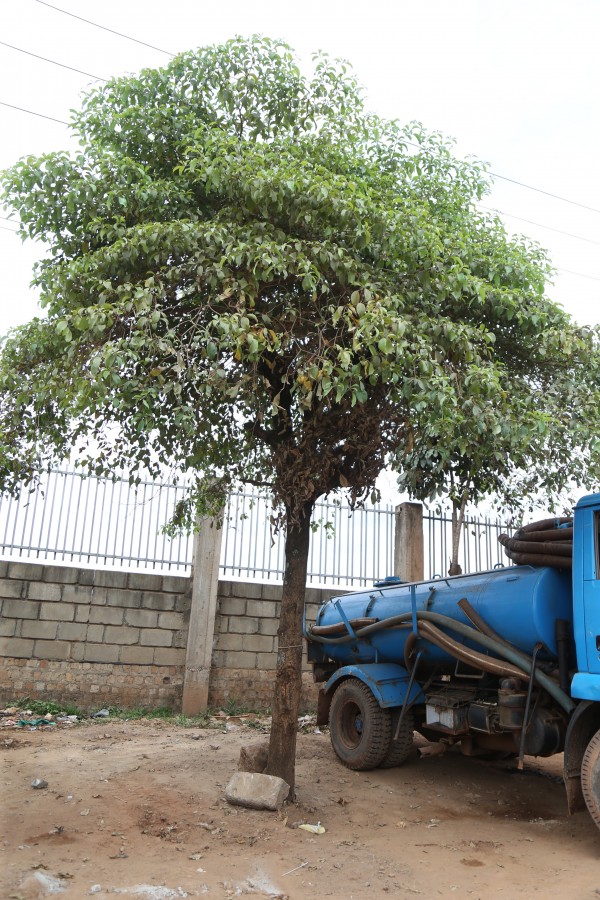Terminalia glaucescens (T. velutina) photo 2