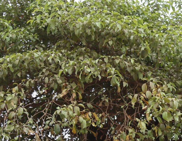 Terminalia glaucescens (T. velutina) photo 4
