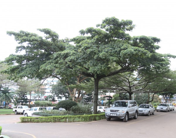 Terminalia ivorensis photo 2
