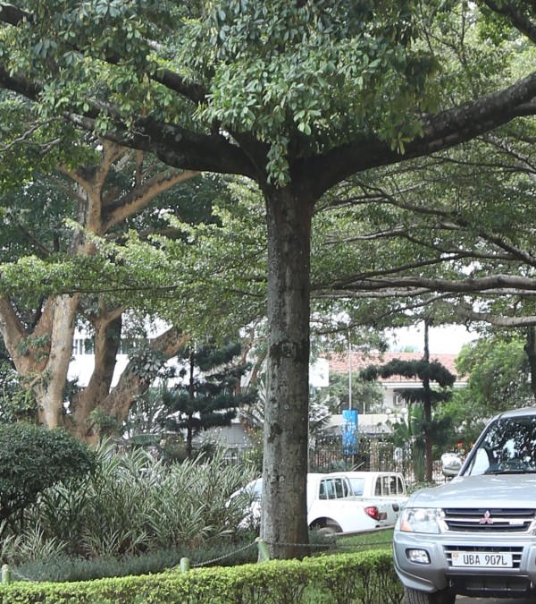 Terminalia ivorensis photo 3