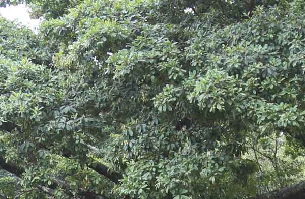 Terminalia ivorensis photo 4