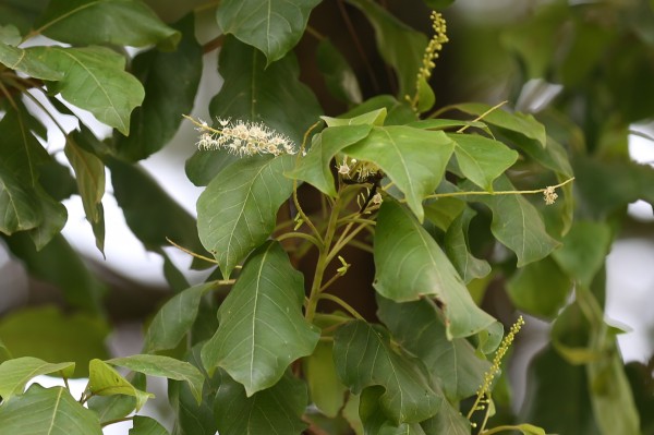 Terminalia superba - Bark