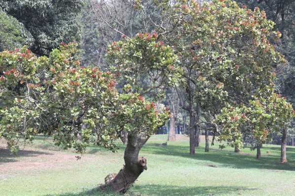 Anacardium occidentale - Whole tree