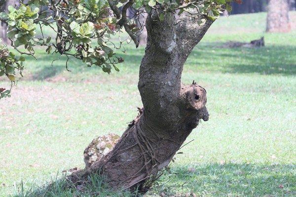 Anacardium occidentale - Bark