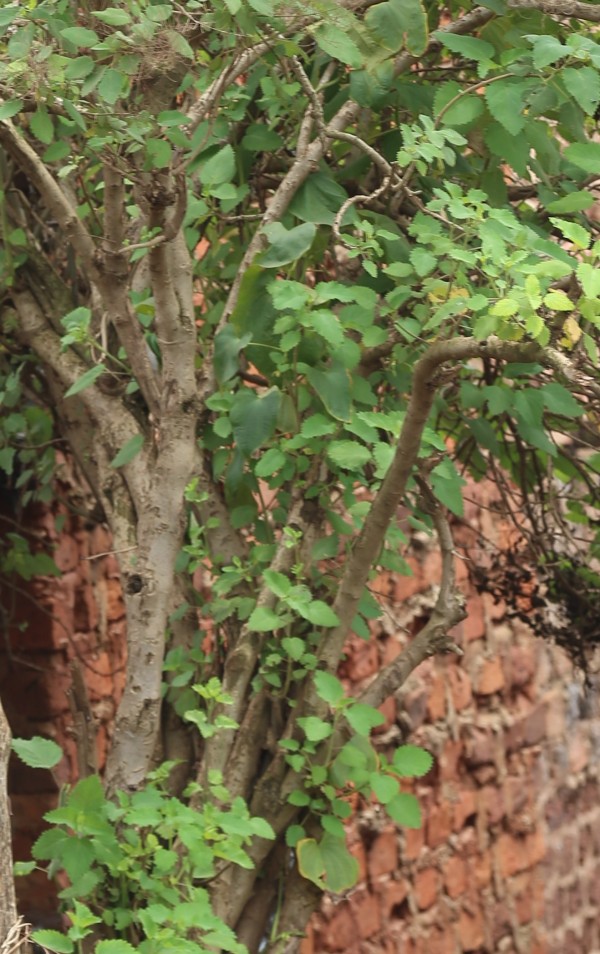 Tetradenia riparia (Iboza multiflora) photo 3