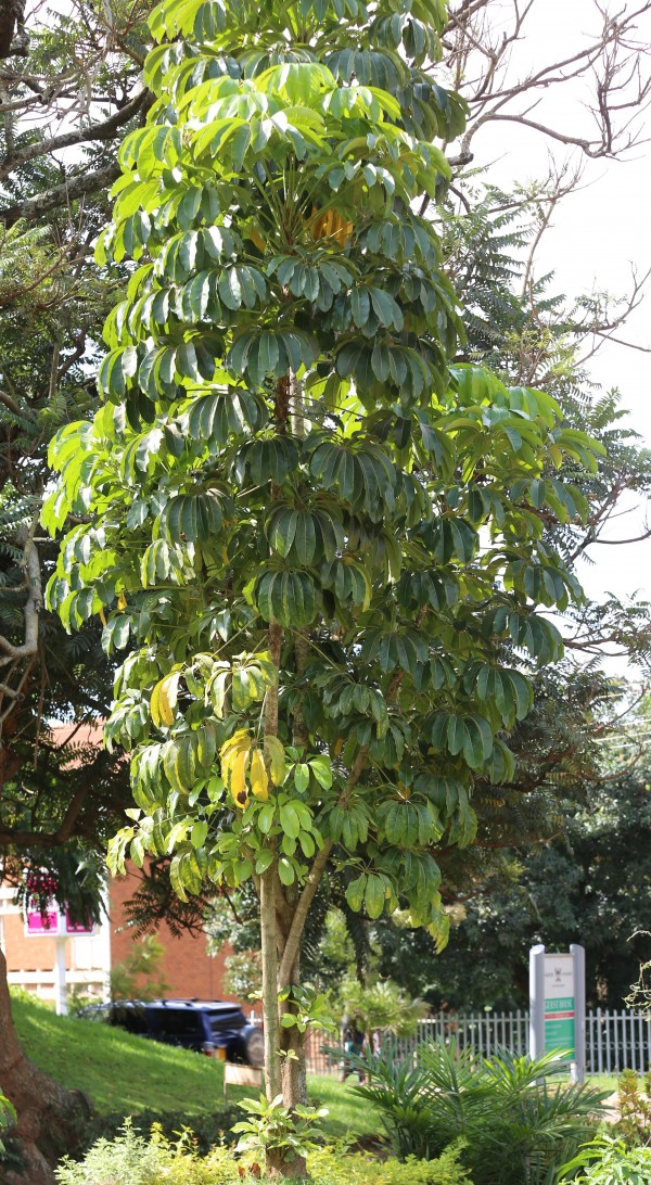 Schefflera actinophylla photo 2