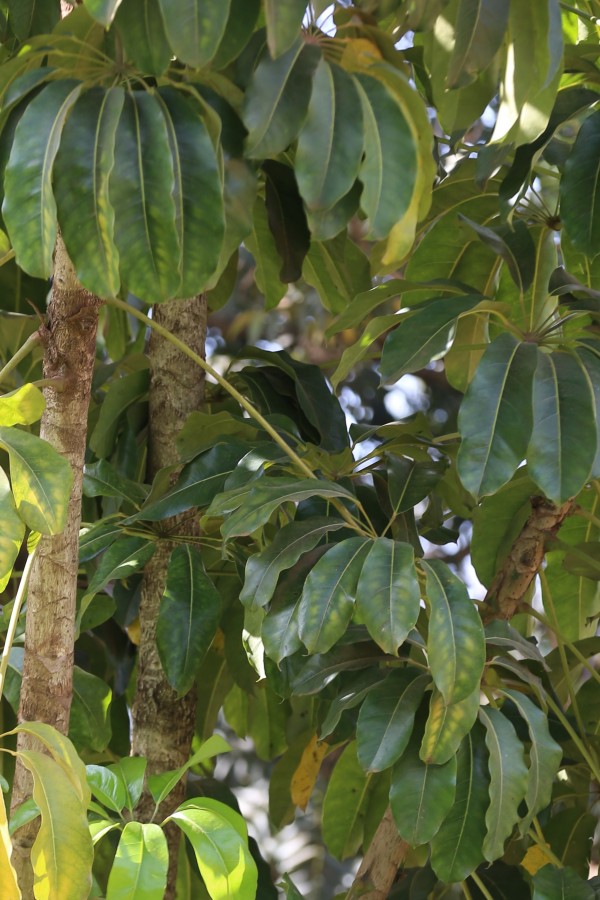 Schefflera actinophylla photo 4