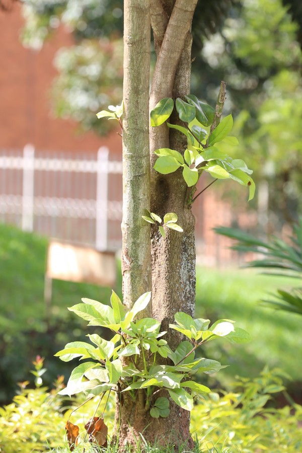 Schefflera actinophylla photo 3