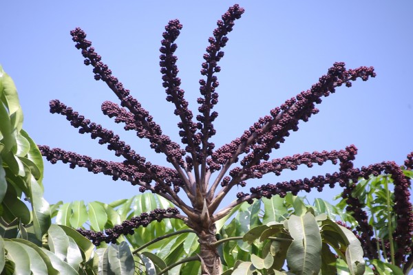 Schefflera actinophylla photo 5