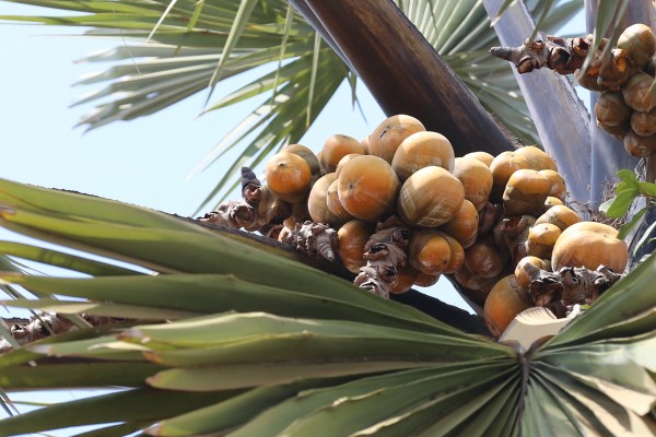 Borassus aethiopum photo 2