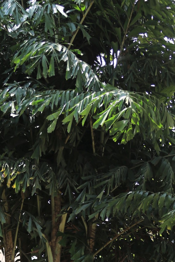 Caryota mitis photo 2