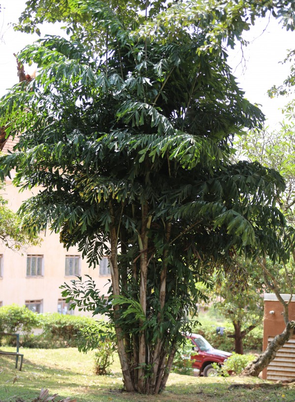 Caryota mitis photo 3