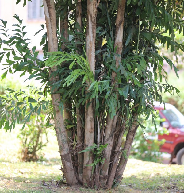 Caryota mitis photo 4
